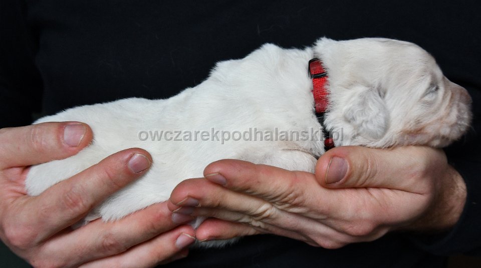 Owczarek Podhalański 