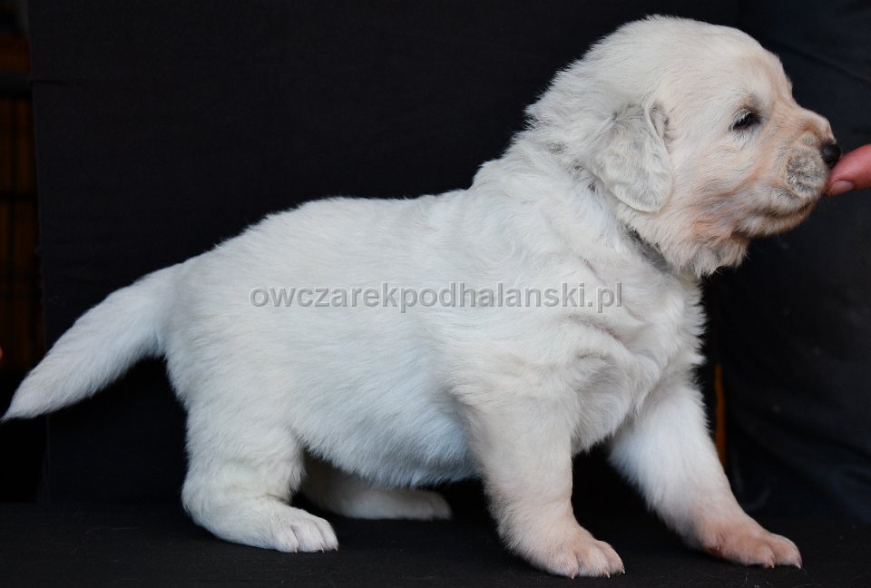 Owczarek Podhalański 
