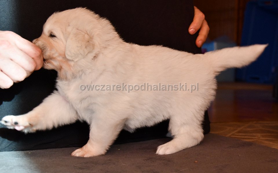 Owczarek Podhalański 