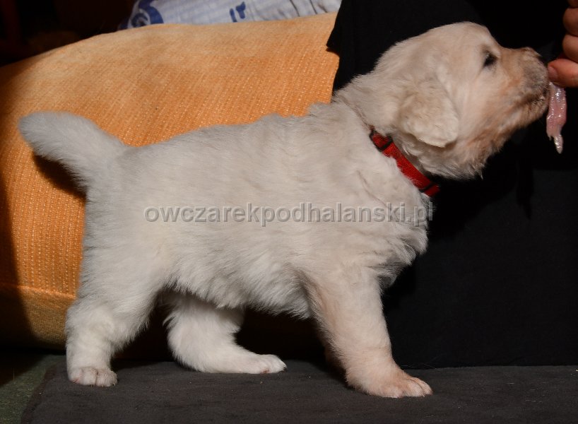 Owczarek Podhalański 