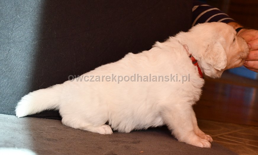 Owczarek Podhalański 
