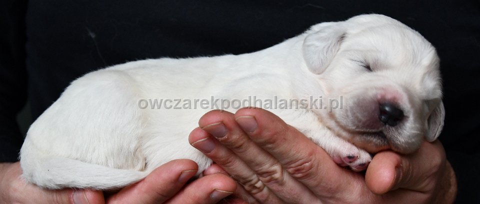 Owczarek Podhalański 