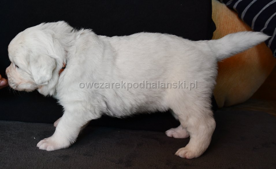 Owczarek Podhalański 