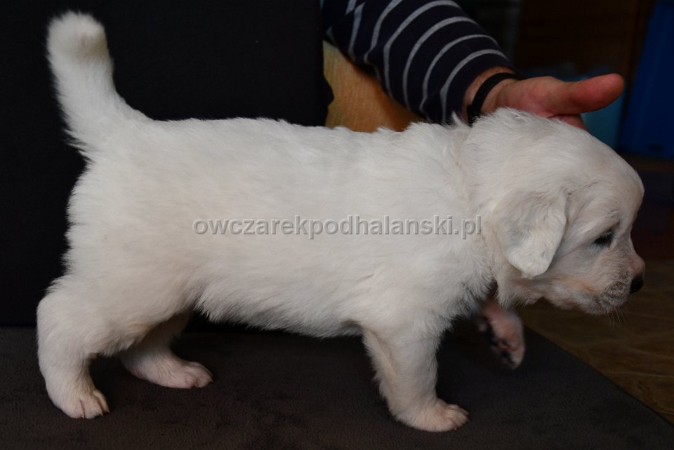 Owczarek Podhalański 