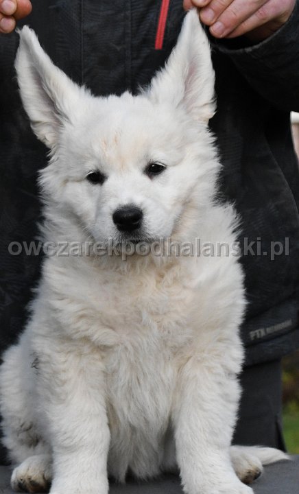 Owczarek Podhalański