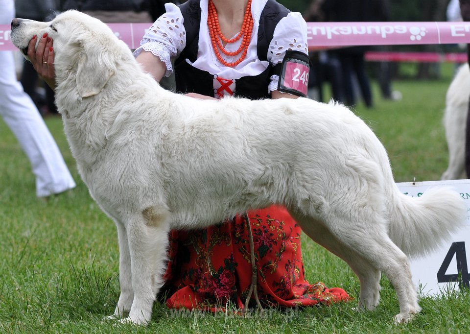 Owczarek podhalański - Kraków 2014-06-15