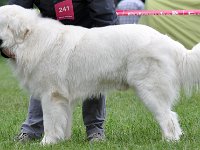 owczarek-podhalanski-7611.jpg