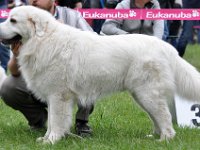owczarek-podhalanski-7618.jpg
