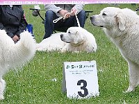 owczarek-podhalanski-7628.jpg