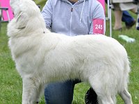 owczarek-podhalanski-7665.jpg