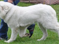 owczarek-podhalanski-7671.jpg