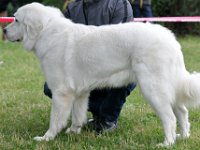 owczarek-podhalanski-7687.jpg