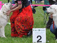 owczarek-podhalanski-7695.jpg