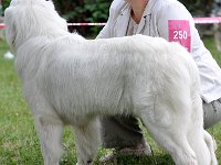 owczarek-podhalanski-7703.jpg