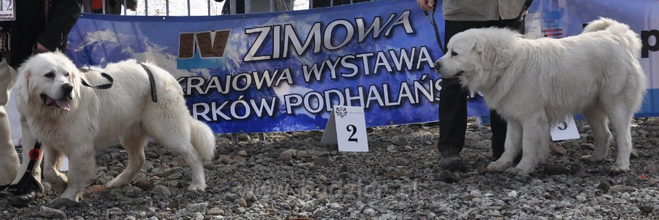 Owczarek Podhalański 