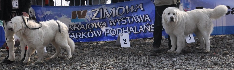 Owczarek Podhalański 