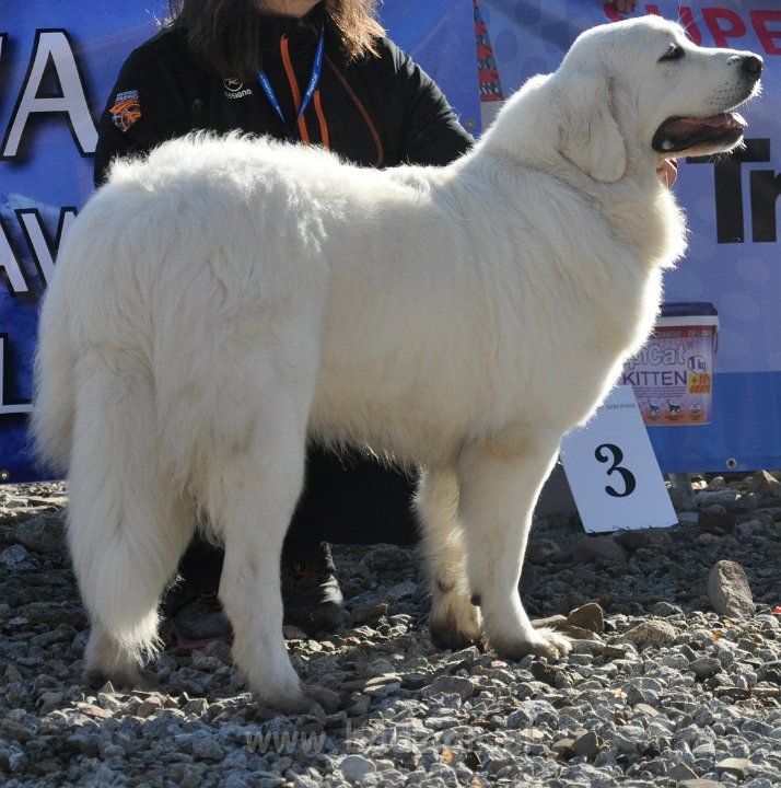 Owczarek Podhalański