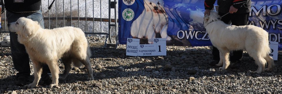 Owczarek Podhalański 