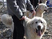 Owczarek Podhalański  Owczarek Podhalański - kolejno: HARNAŚ, MIGLANC z Zadymy, HUBERTUS-OWSIANKA Filos