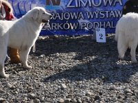 Owczarek Podhalański  Owczarek Podhalański - od lewej: ATENA Spod Skałki Rogoźnickiej, DUMKA od Kurosa, PIPI Klan Gaby, SZAROTKA z Butorowego Wierchu
