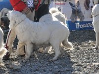 Owczarek Podhalański  Owczarek Podhalański - od lewej: JODŁA z Butorowego Wierchu, JUCHA, PRZYLEPA PUMA Badziar, TAJGA z Butorowego Wierchu
