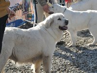 Owczarek Podhalański  Owczarek Podhalański - od lewej: BACULA, JODŁA z Butorowego Wierchu