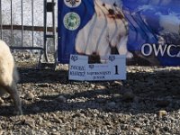 Owczarek Podhalański  Owczarek Podhalański - od lewej: BRUNO Dobijos, ATENA Spod Skałki Rogoźnickiej