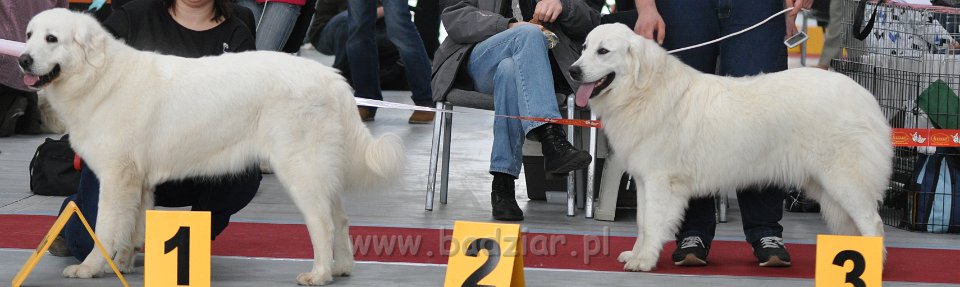 Owczarek Podhalański 