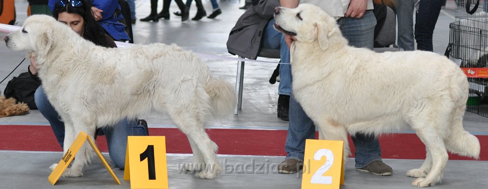 Owczarek Podhalański