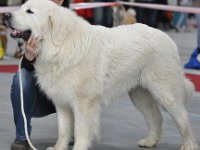 Owczarek Podhalański  Owczarek Podhalański - URWIS UNKAS Badziar