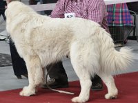 Owczarek Podhalański  Owczarek Podhalański - HOJNY PERUN Nutrena