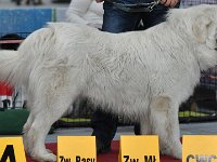 Owczarek Podhalański  Owczarek Podhalański - REZOLUTNY ROGER Psi Detektyw