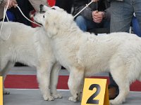 Owczarek Podhalański  Owczarek Podhalański - od lewej: CYNIA Chosna, CWANA Chosna