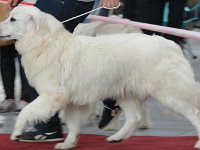 Owczarek Podhalański  Owczarek Podhalański - AZALIA Bajeczny Zakątek