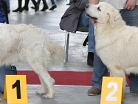 Owczarek Podhalański  Owczarek Podhalański - od lewej: KOKIETKA KESSI Badziar, ATENA Zymbiańsko Duma