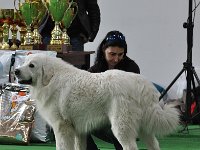 Owczarek Podhalański  Owczarek Podhalański - URWIS UNKAS Badziar