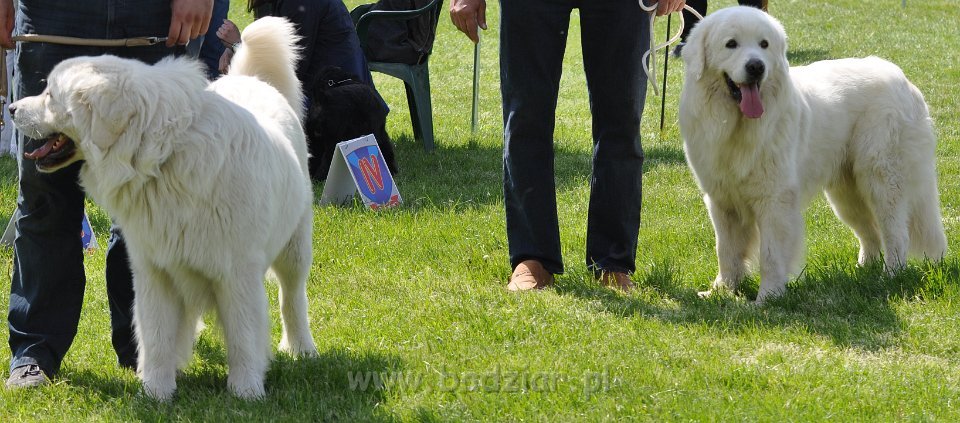 Owczarek Podhalański 