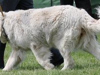 Owczarek Podhalański  Owczarek Podhalański - PRZYLEPA PUMA Badziar