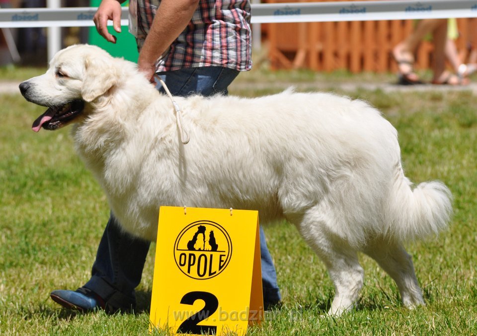Owczarek Podhalański - Strzelce Opolskie 2014-06-08
