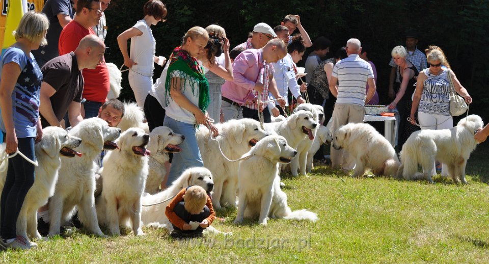 Owczarek Podhalański - Strzelce Opolskie 2014-06-08