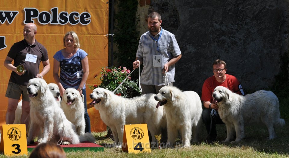Owczarek Podhalański - Strzelce Opolskie 2014-06-08