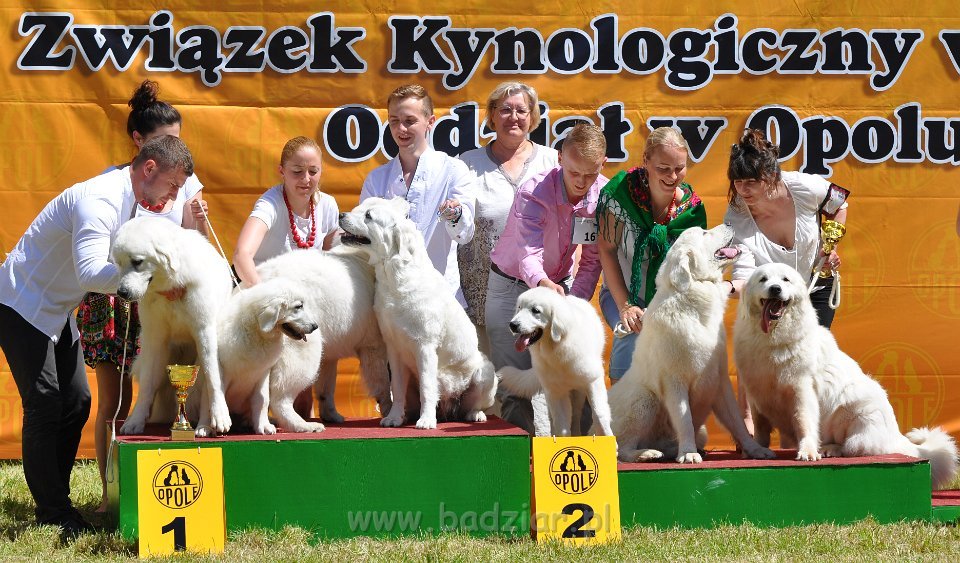 Owczarek Podhalański - Strzelce Opolskie 2014-06-08