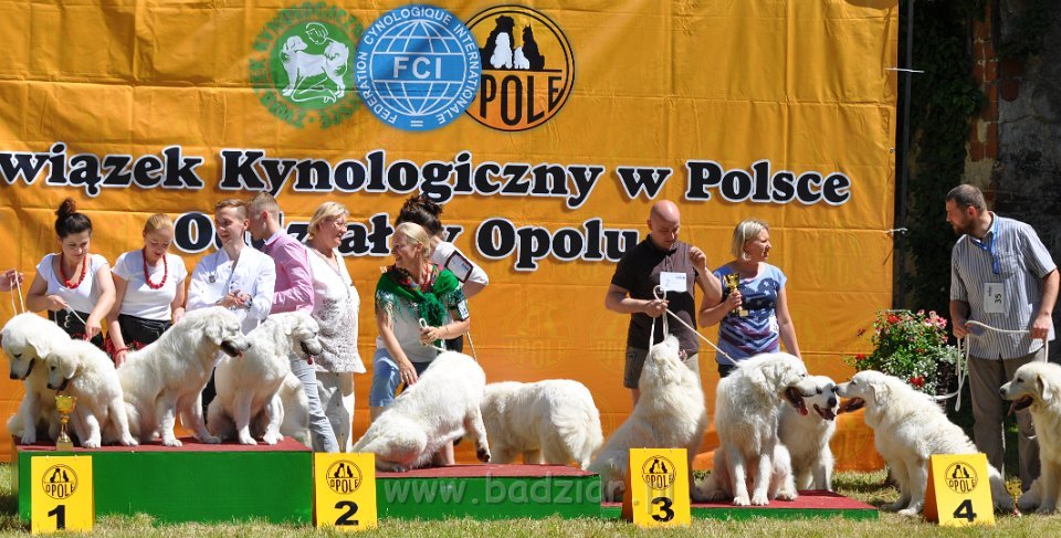 Owczarek Podhalański - Strzelce Opolskie 2014-06-08