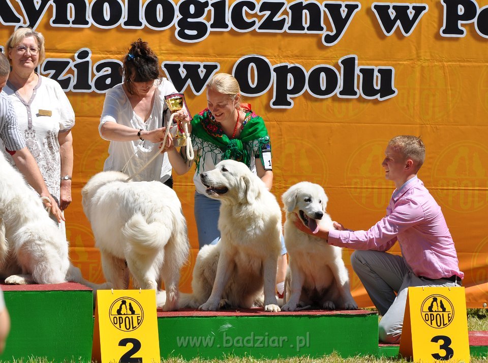 Owczarek Podhalański - Strzelce Opolskie 2014-06-08