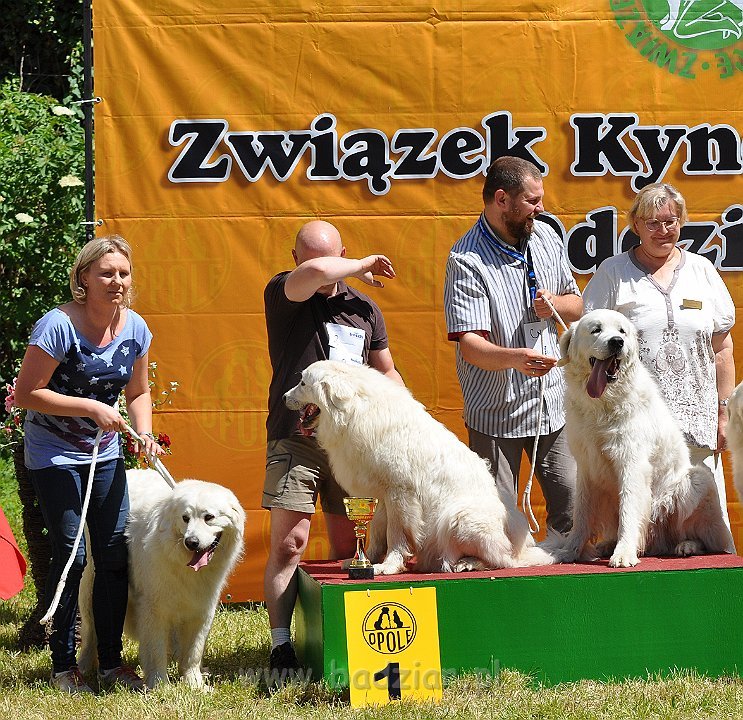 Owczarek Podhalański - Strzelce Opolskie 2014-06-08