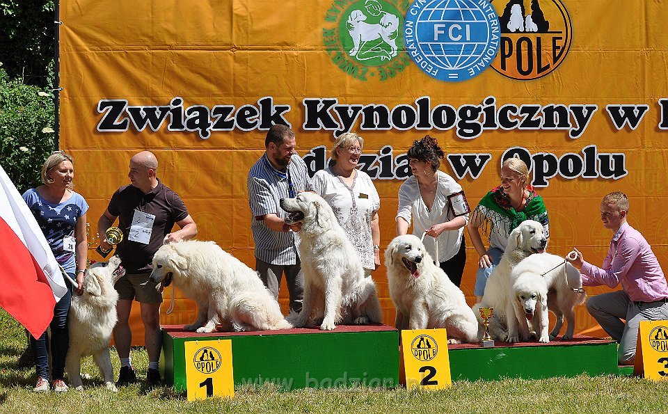 Owczarek Podhalański - Strzelce Opolskie 2014-06-08