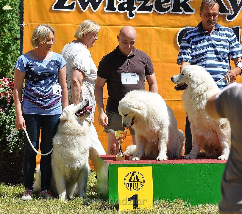 Owczarek Podhalański - Strzelce Opolskie 2014-06-08