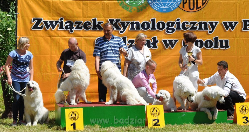 Owczarek Podhalański - Strzelce Opolskie 2014-06-08