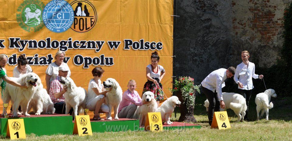 Owczarek Podhalański - Strzelce Opolskie 2014-06-08