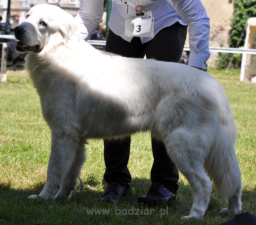 Owczarek Podhalański - Strzelce Opolskie 2014-06-08